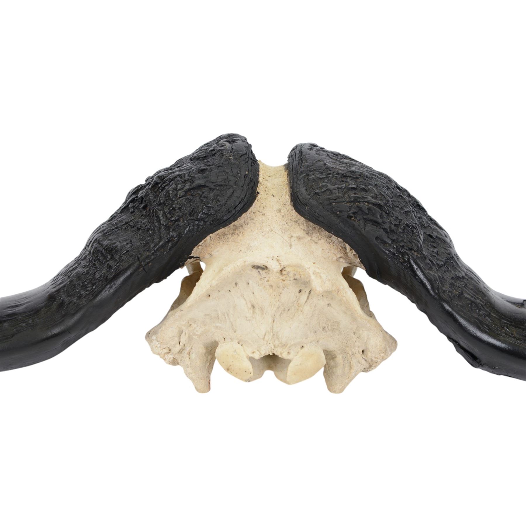 Antlers/ Horns: Cape Buffalo (Syncerus caffer caffer) 20th century, set of large adult bull horns on cut upper skull, H28cm, L80cm