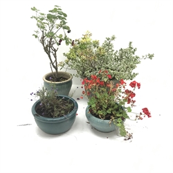  Potted Azalea and Euonymus Silver Queen and three glazed pots (4)  