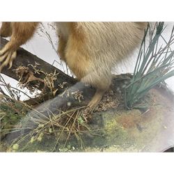 Taxidermy: Victorian cased Red Squirrel (Sciurus vulgaris), full mount adult, upon a tree branch with a naturalistic ground, enclosed beneath a period oval glass dome with ebonised base, raised upon four bun feet, H36cm 