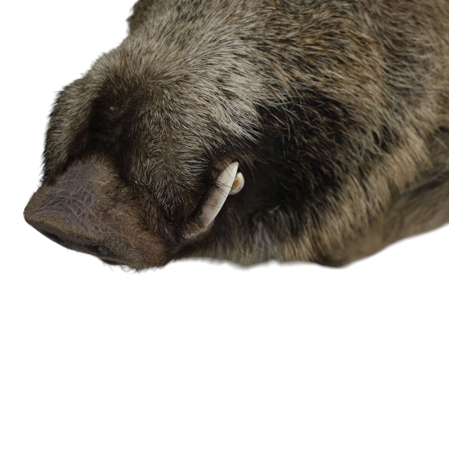 Taxidermy: A European Wild Boar (Sus scrofa), adult neck mount looking straight ahead, 50cm from wall