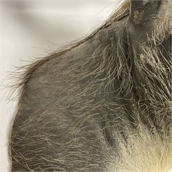 Taxidermy: A Common Warthog (Phacochoerus africanus), a large adult head mount looking straight ahead, D50cm