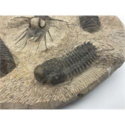 Montage group of trilobites in stone matrix, showing four Crotalocephalina gibba and one Dicranurus monstrosus to the centre, age; Devonian period, location; Morocco, D23cm 