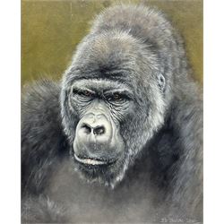 Janice Stubbs (British Contemporary): Silverback Gorilla, oil on canvas board signed and dated 2010, 56cm x 45.5cm (unframed)