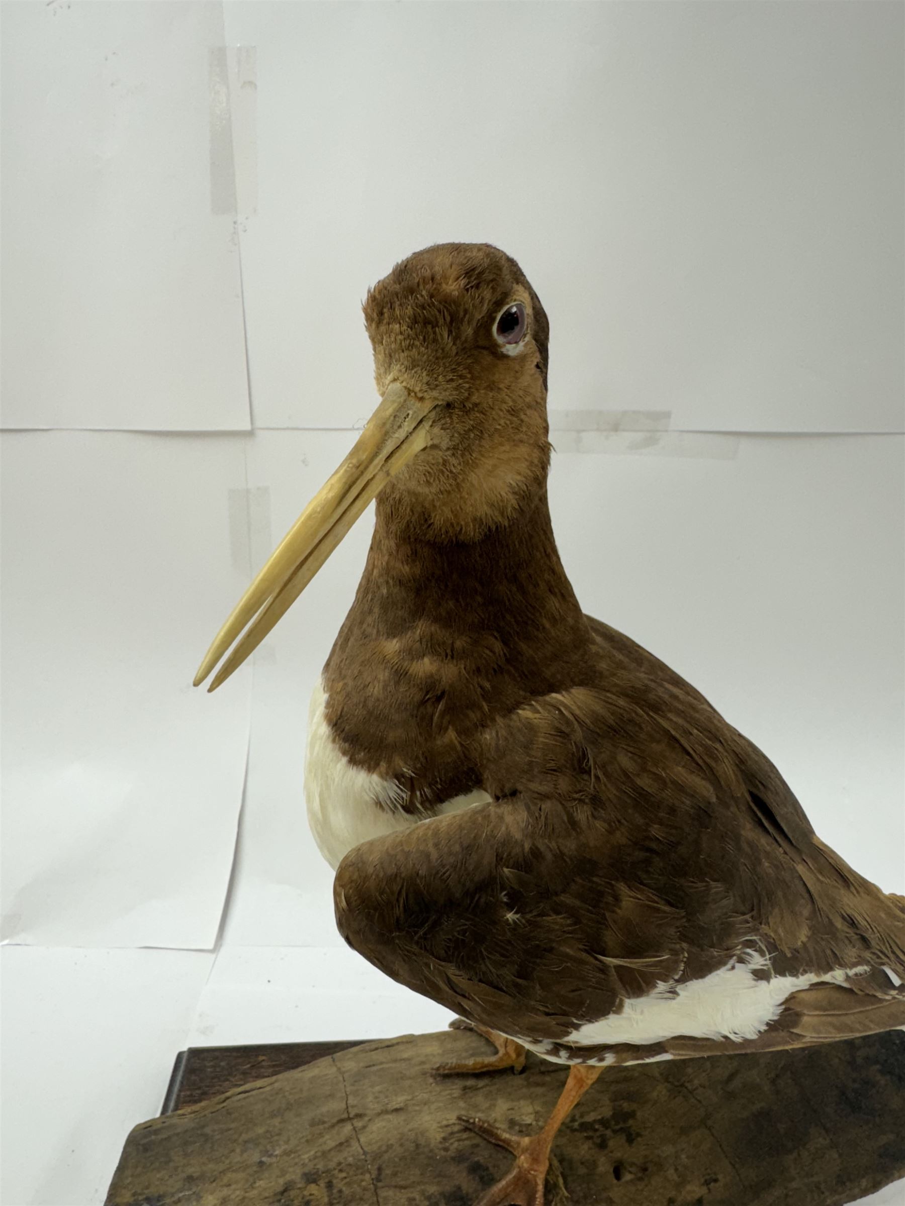 Taxidermy; Oystercatcher (Haematopus ostralegus), stoop upon driftwood upon a stepped wooden base, H35cm 