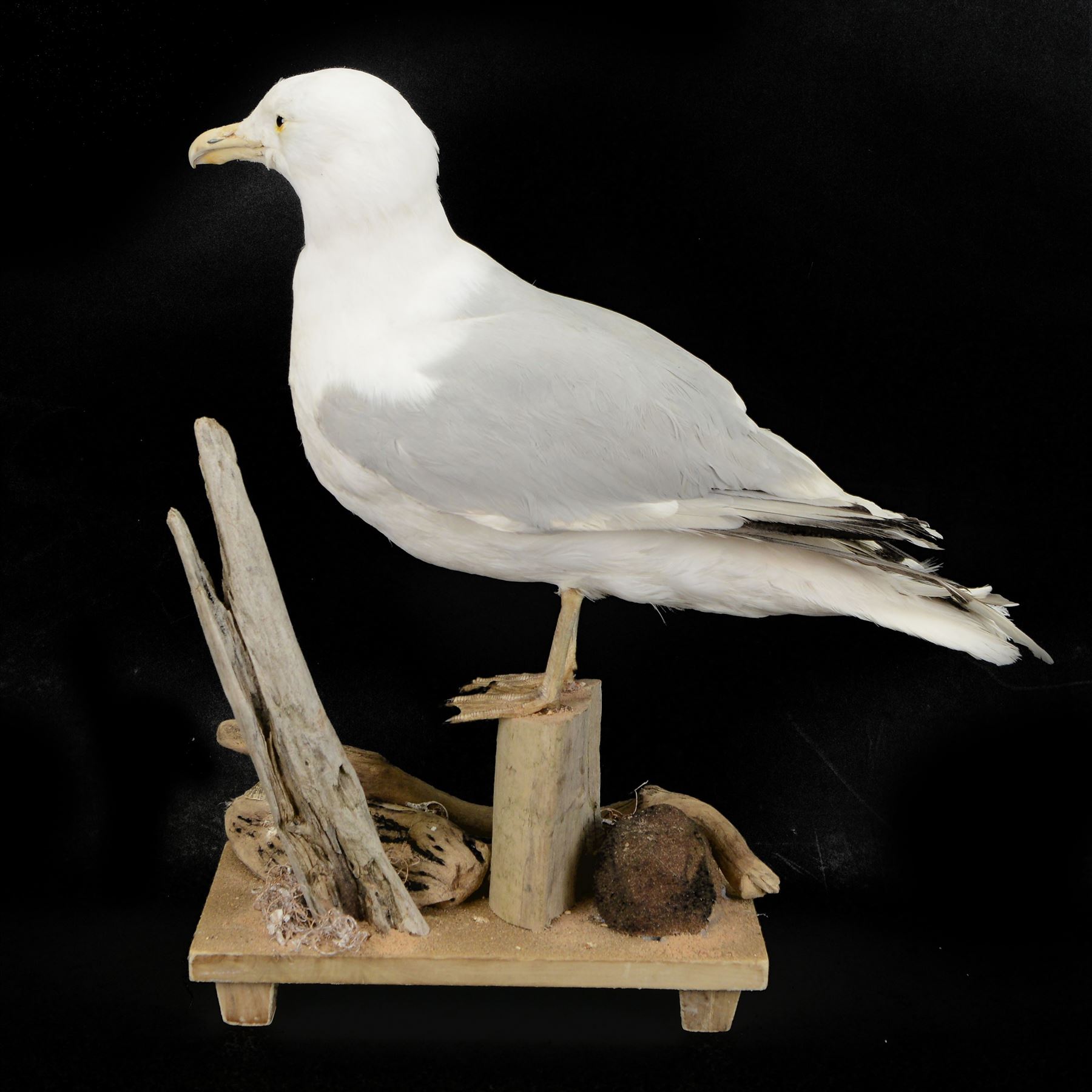 Taxidermy: Herring Gull (Larus argentatus), full adult mount on open display with head turning to the right, stood upon drift wood, H54cm, L46cm