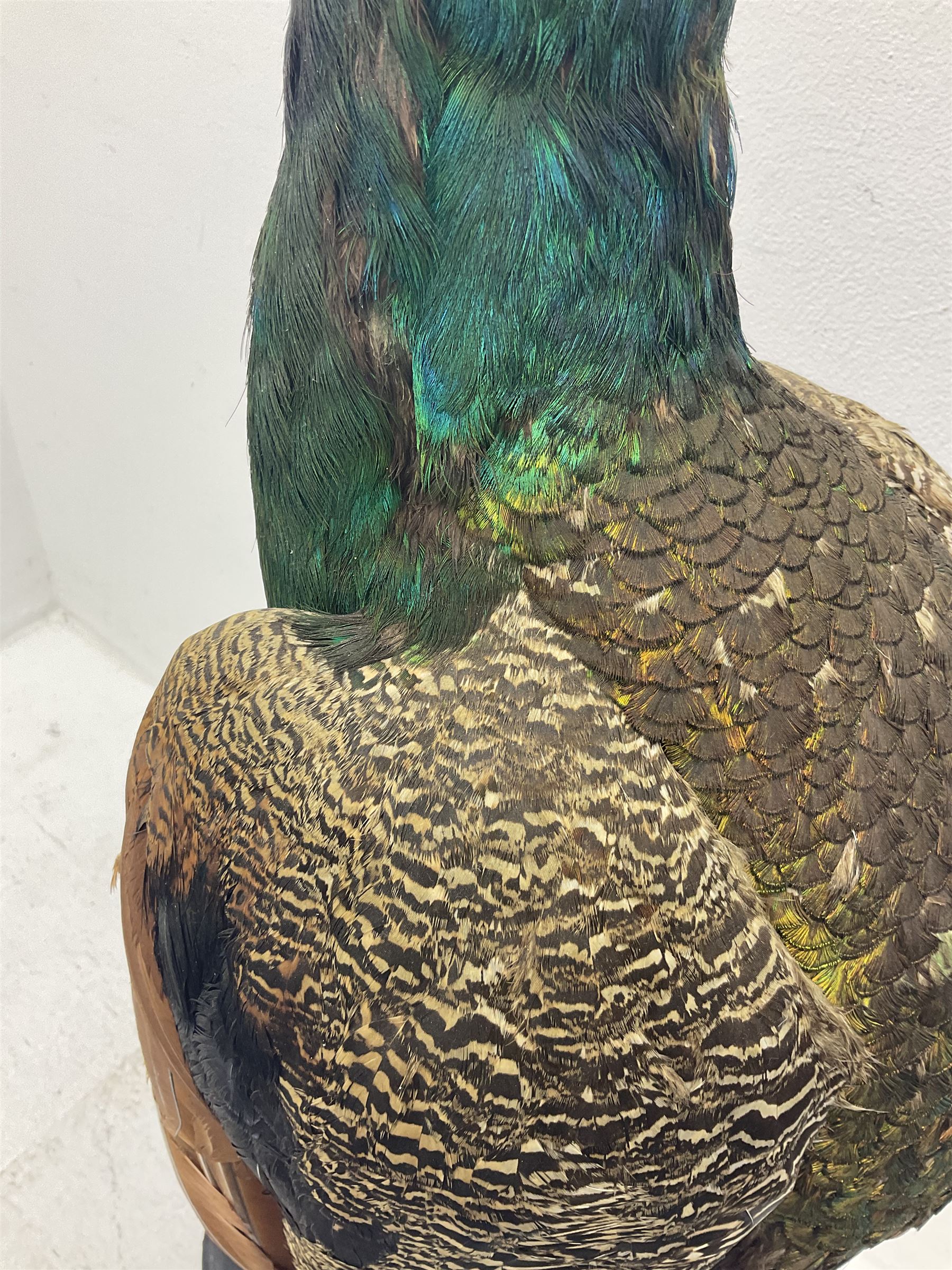 Taxidermy: Indian Peacock (Pavo cristatus), full mount adult cock bird facing forward, with tail hanging below, mounted upon an ebonised plinth, H140cm