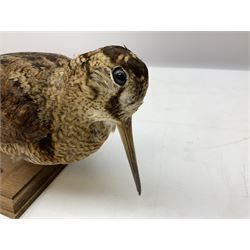 Taxidermy: Two Woodcock (Scolopax rusticola), both adult mounts on open display upon wooden bases, tallest example H22cm 