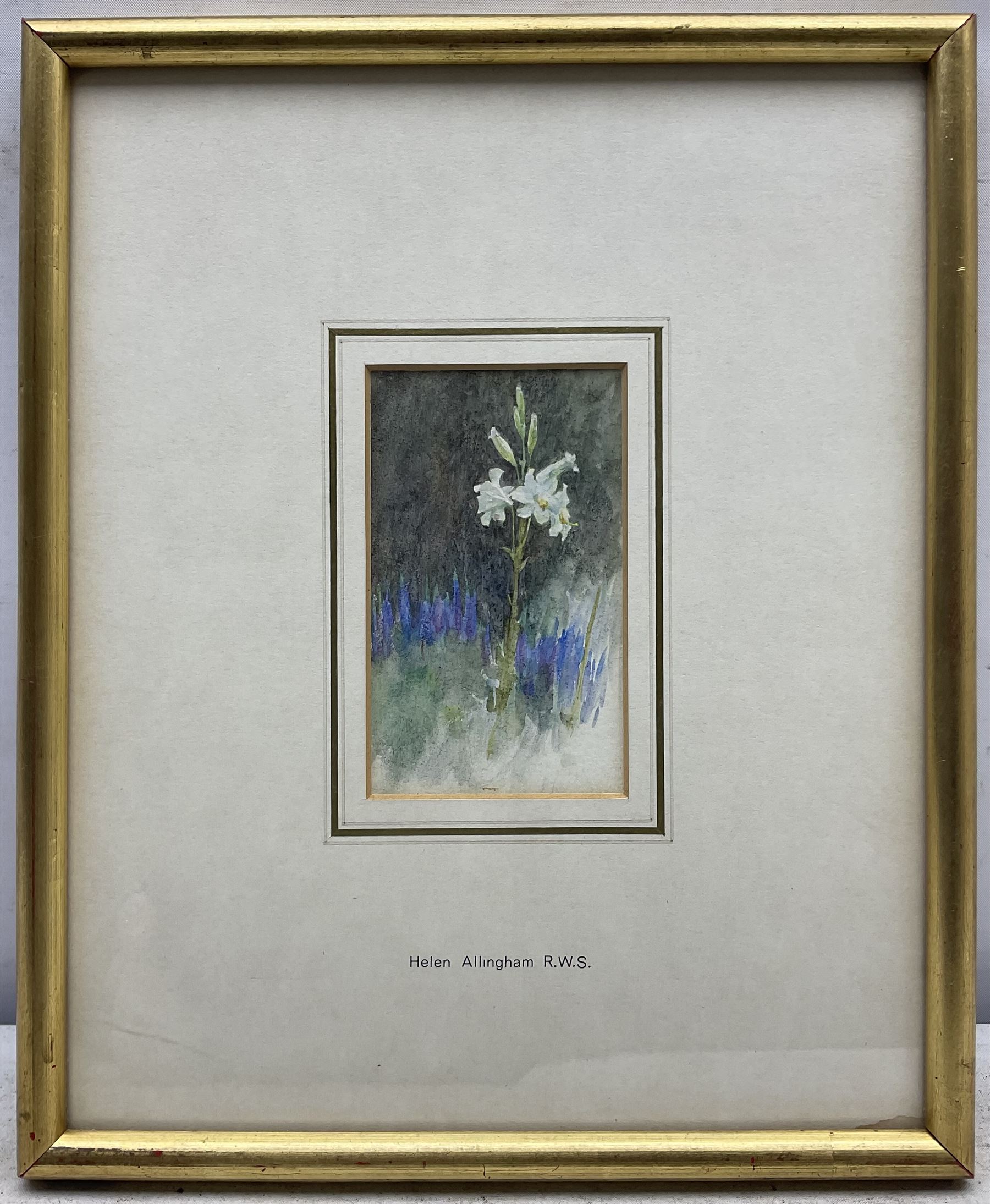 Helen Allingham RWS (British 1848-1926): Study of a Lily, watercolour unsigned, titled and attributed on gallery label verso 10cm x 6cm 
Provenance: with the Southgate Gallery, Wolverhampton, label verso