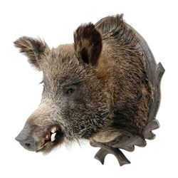 Taxidermy: European Wild Boar (Sus scrofa), adult male shoulder mount looking straight ahead upon an oak carved shield, approximately H67cm