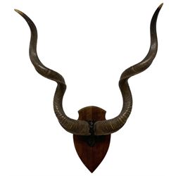 Antlers / Horns: Pair of Cape Greater Ku