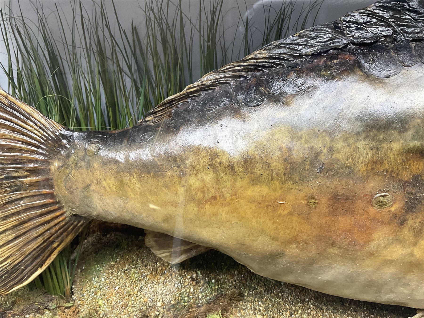 Taxidermy; Cased Mirror Carp (Cyprinus carpio carpio) a large preserved skin mount 
in a naturalistic setting set against blue painted back drop, enclosed within a glass bow fronted case, the interior bearing a label 'Carp Redmire Lake 12 lb 4 oz Oct 67' H42 cm W87 cm D27 cm