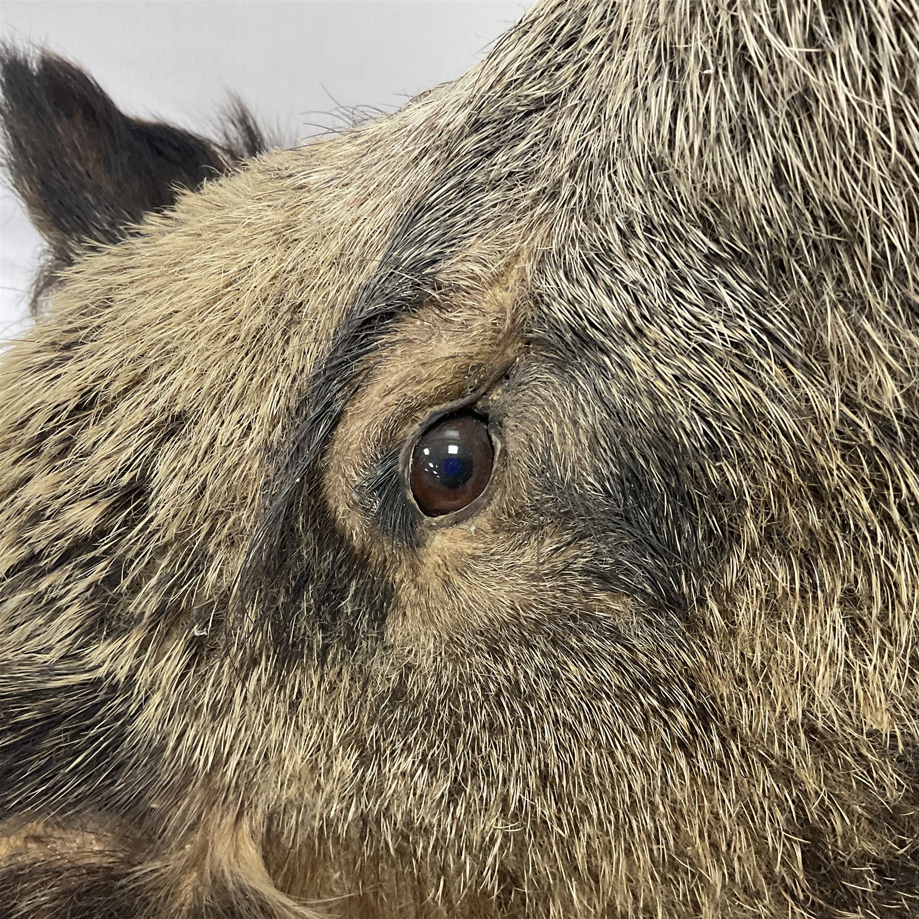 Taxidermy: European Wild Boar (Sus scrofa), adult male shoulder mount looking straight ahead