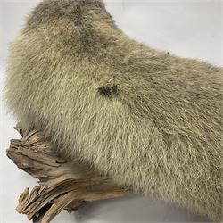 Taxidermy: Alpine Marmot (Marmota marmota), full adult mount stood upon a wooden base, H29cm 