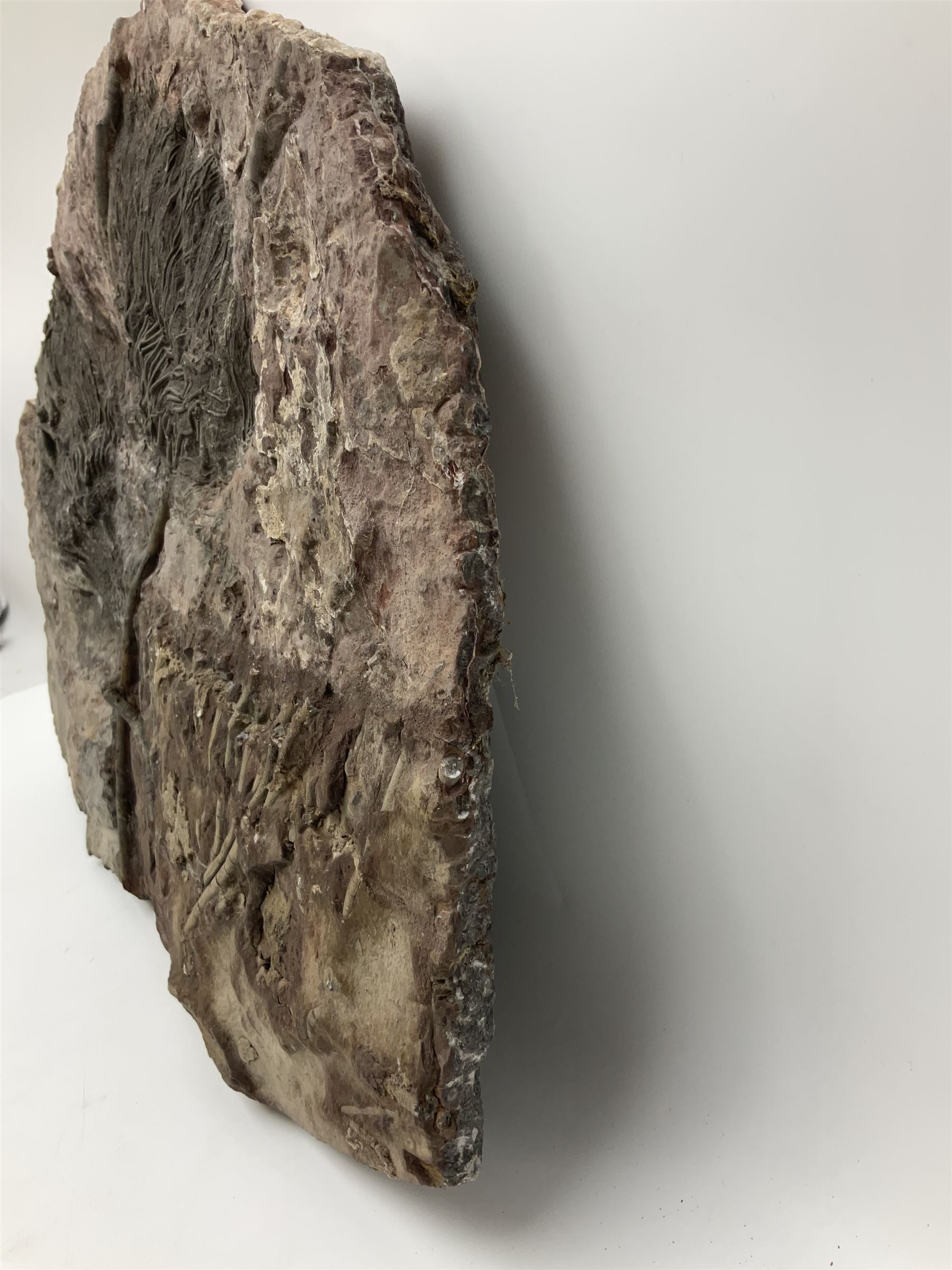 Crinoid sea bed plaque, with two crinoid specimens, probably Scyphocrinites elegans from the Silurian period, H39cm, L61cm