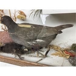 Taxidermy: Cased pair of Moorhens (Gallinula),  a pair of full mount adults with three chicks, in a naturalistic setting against a painted backboard, encased within a single pane display case, H44cm, L58cm