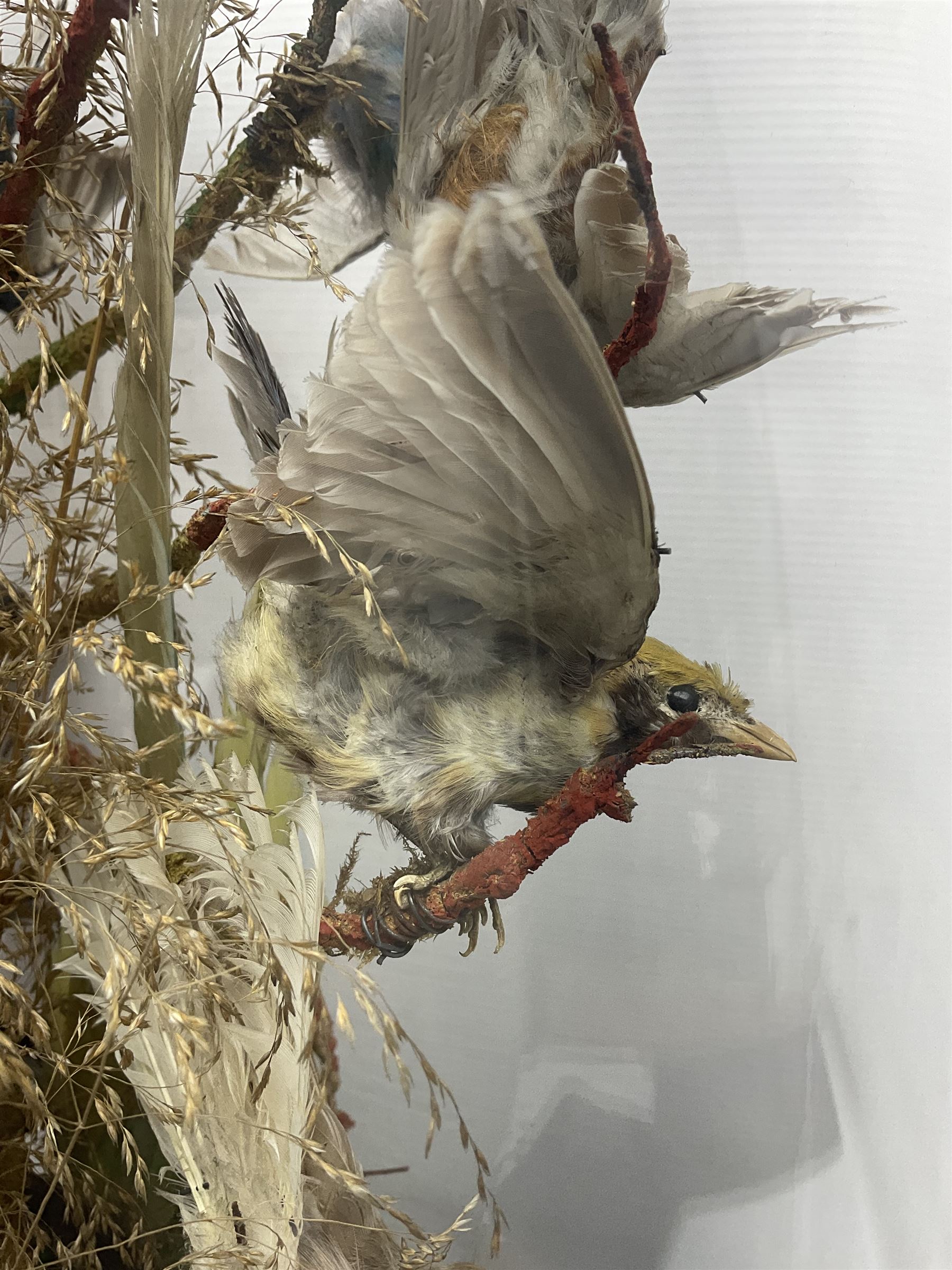 Taxidermy; large Victorian domed taxidermy diorama study of birds, with seventeen specimens including Ring Necked Parakeet, Blue Winged Warbler and Blackbird, the glass dome upon an ebonised wooden base, H77cm, W44cm