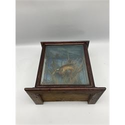 Taxidermy: cased Kingfisher (Alcedo atthis) perched on a branch amidst a natural setting of grasses and moss, encased within an three pane wooden case, H32cm, L32.5cm