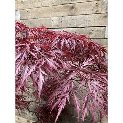 Large glazed planter with acer tree  - THIS LOT IS TO BE COLLECTED BY APPOINTMENT FROM DUGGLEBY STORAGE, GREAT HILL, EASTFIELD, SCARBOROUGH, YO11 3TX