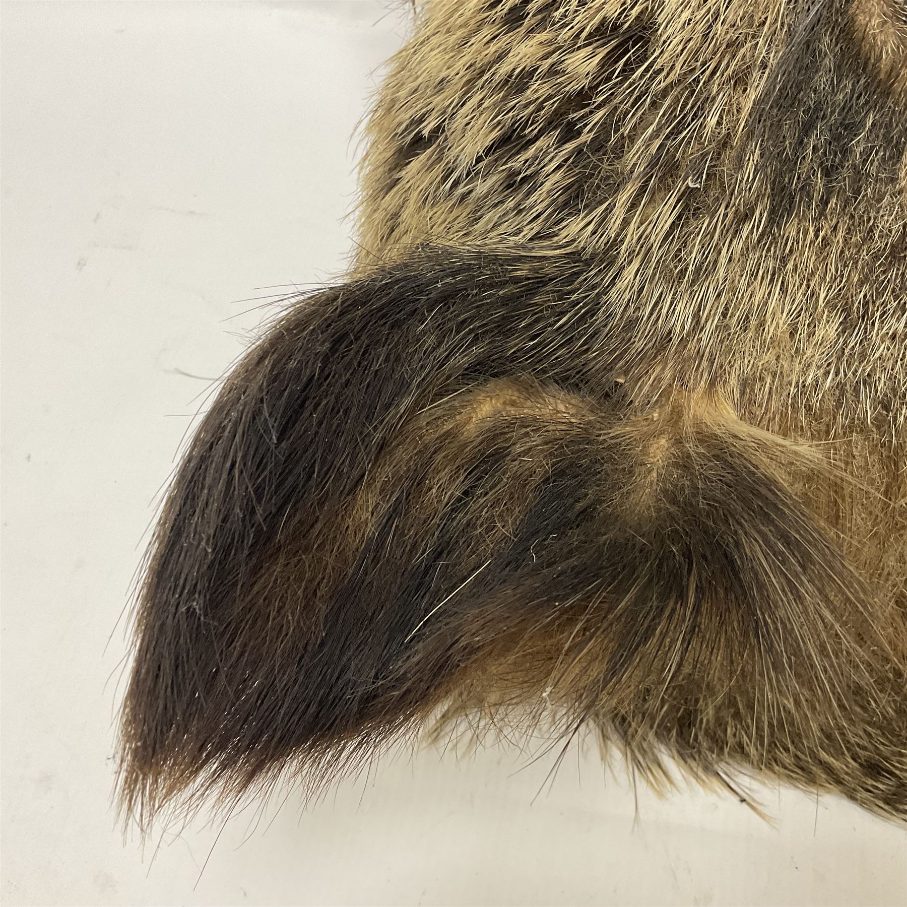 Taxidermy: European Wild Boar (Sus scrofa), adult male shoulder mount looking straight ahead