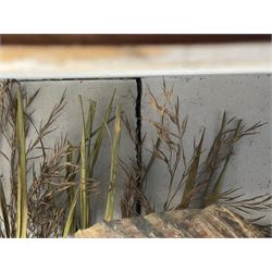 Taxidermy: Grayling (Thymallus thymallus), preserved by John Cooper & Sons, 28 Radnor Street, St Luke's, London, skin mount set above a pebbled river bed with reeds and grasses, set against blue painted back drop, with inscription 'Grayling caught by Rev R.S. Ricketts at Kirkham Bridge Sept 14th 1895, artificial fly - single hair' L57cm H29cm 