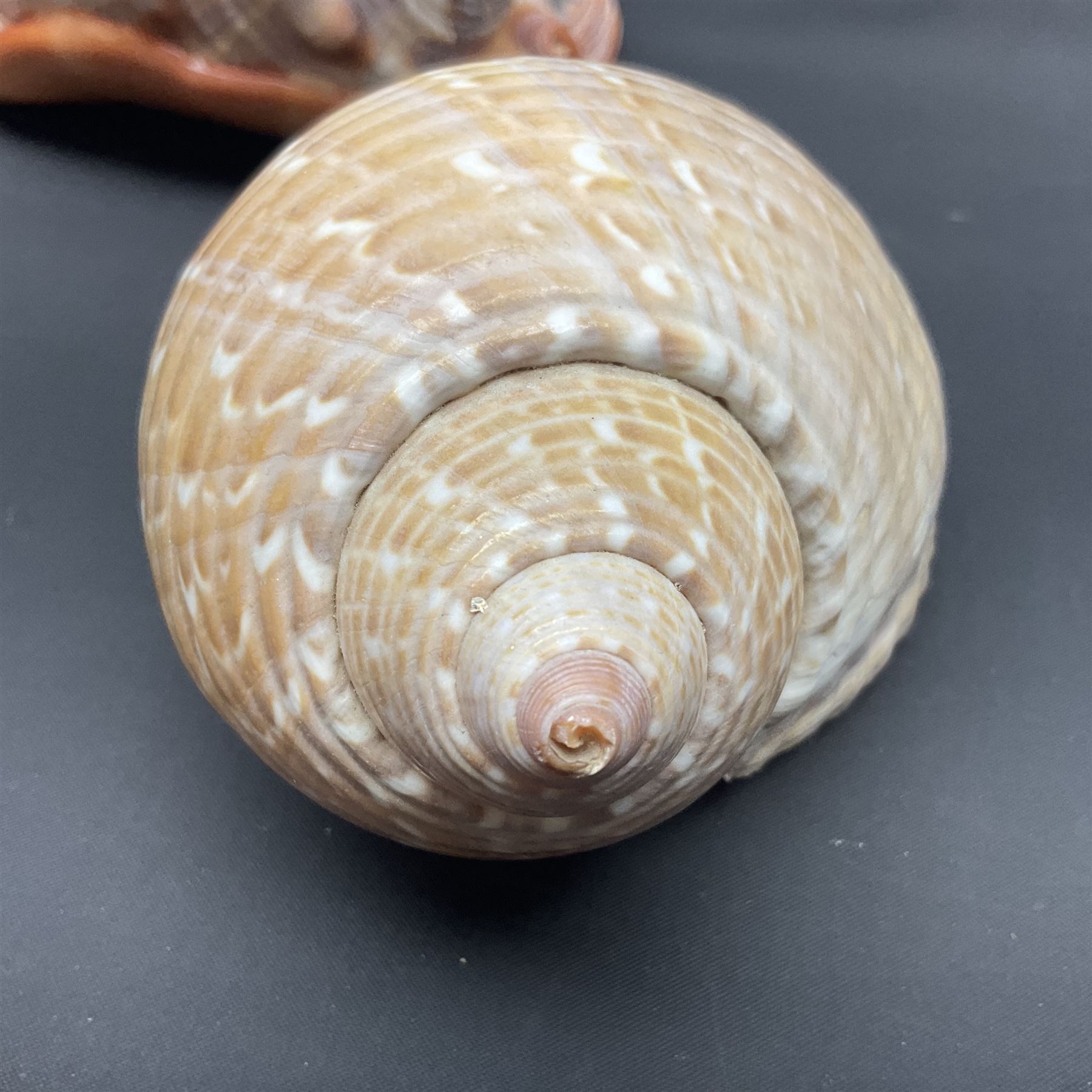 Conchology: selection of shells, including gold pearl oyster shell, mother of pearl turbo marmaratus shell, Cypraecassis Rufa red helmet shell, Mitre shell, Paua shell and others, largest D19cm