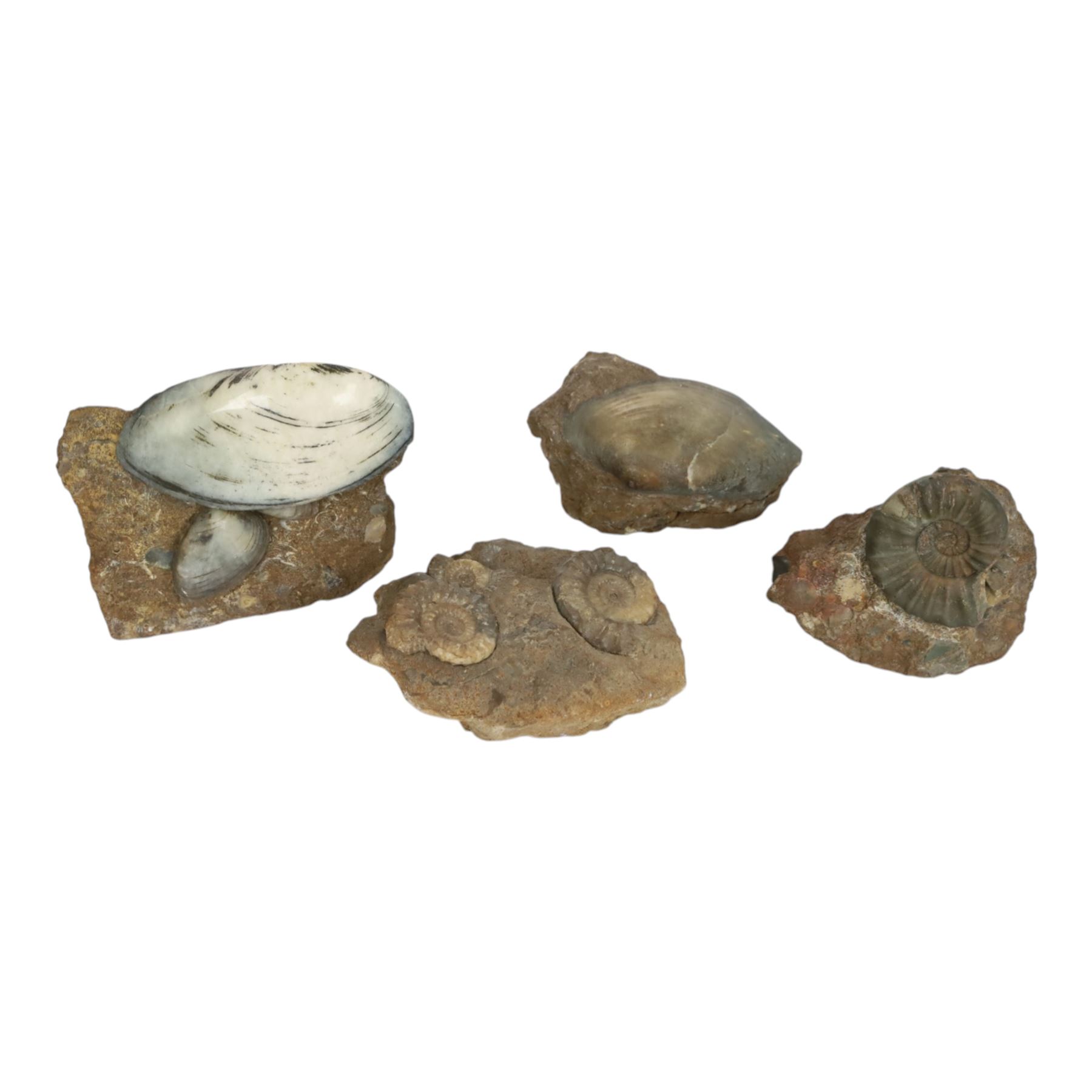Aegasteroceras sp (ammonite) age; Lower Jurassic period, location; Scunthorpe, England, Cardinia hybrida (bivalve), age Jurassic period, location; Scunthorpe England, Promicroceras Planicosta (ammonites) age; Jurassic period, loication; Lyme Regis, England and other English specimens    
