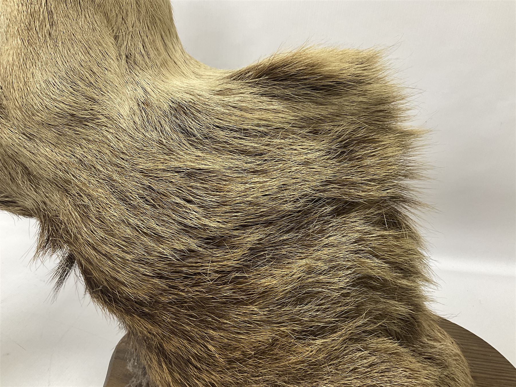 Taxidermy: Red Deer (Cervus elaphus), adult male imperial stag shoulder mount looking straight ahead, ten point antlers, mounted upon a shaped wooden shield, D65cm