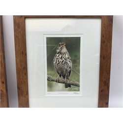 After Matt Nicholas, set of four limited edition colour prints of natural history subjects, each monogrammed on the mount; after Juliette Smith, metallic print portrait of a tiger; and after Julia Knowles a picture of an owl (6)