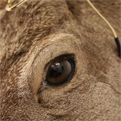 Anthropomorphic Taxidermy - Roe Deer (Capreolus capreolus), smartly dressed in spectacles and bowtie, mounted on wooden shield, H50cm