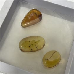 Seven polished amber samples, some with insect inclusions
