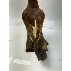 Taxidermy; Oystercatcher (Haematopus ostralegus), stoop upon driftwood upon a stepped wooden base, H35cm 