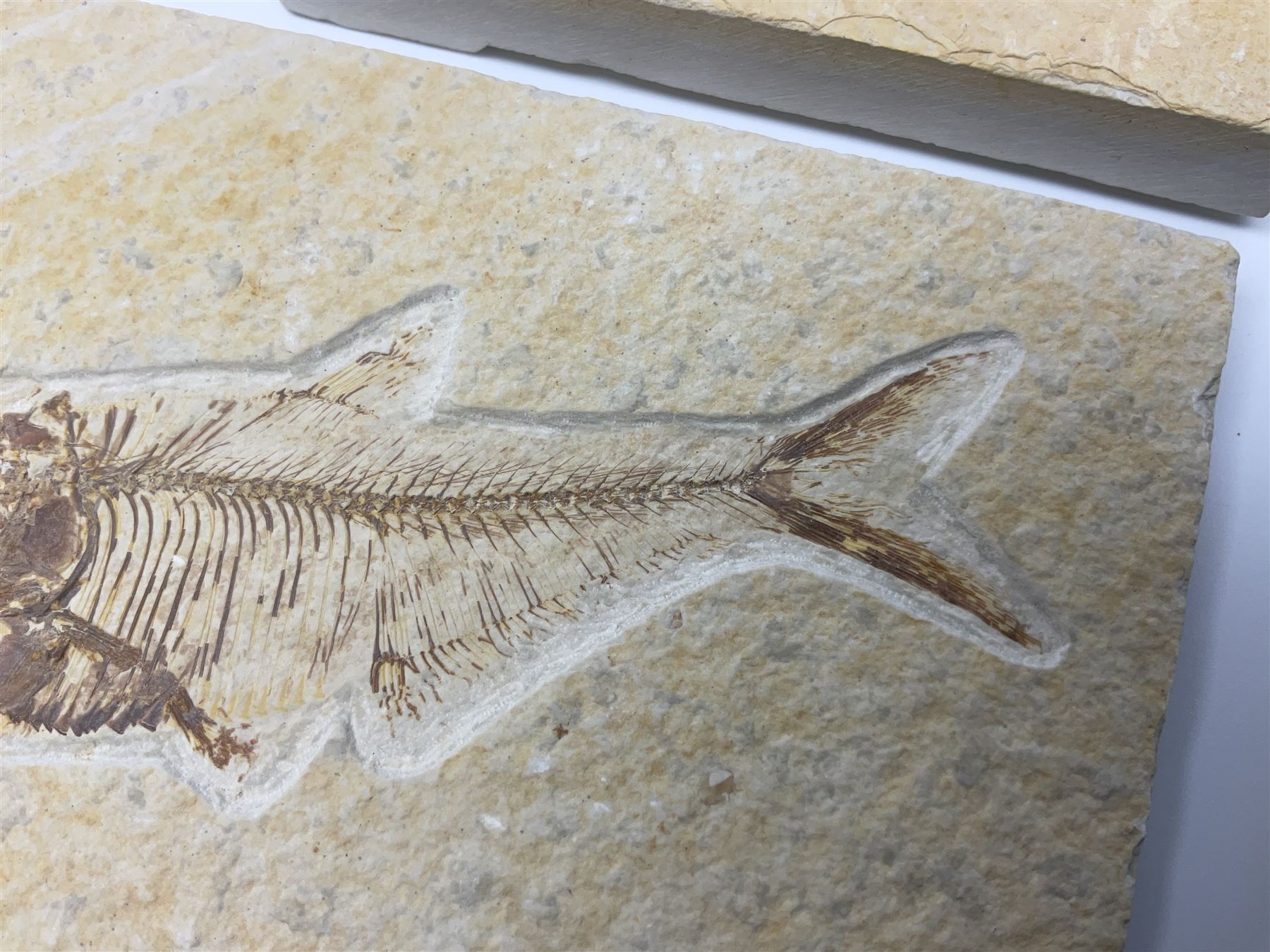 Two fossilised fish (Knightia alta) each in an individual matrix, age; Eocene period, location; Green River Formation, Wyoming, USA, largest matrix H8cm, L16cm