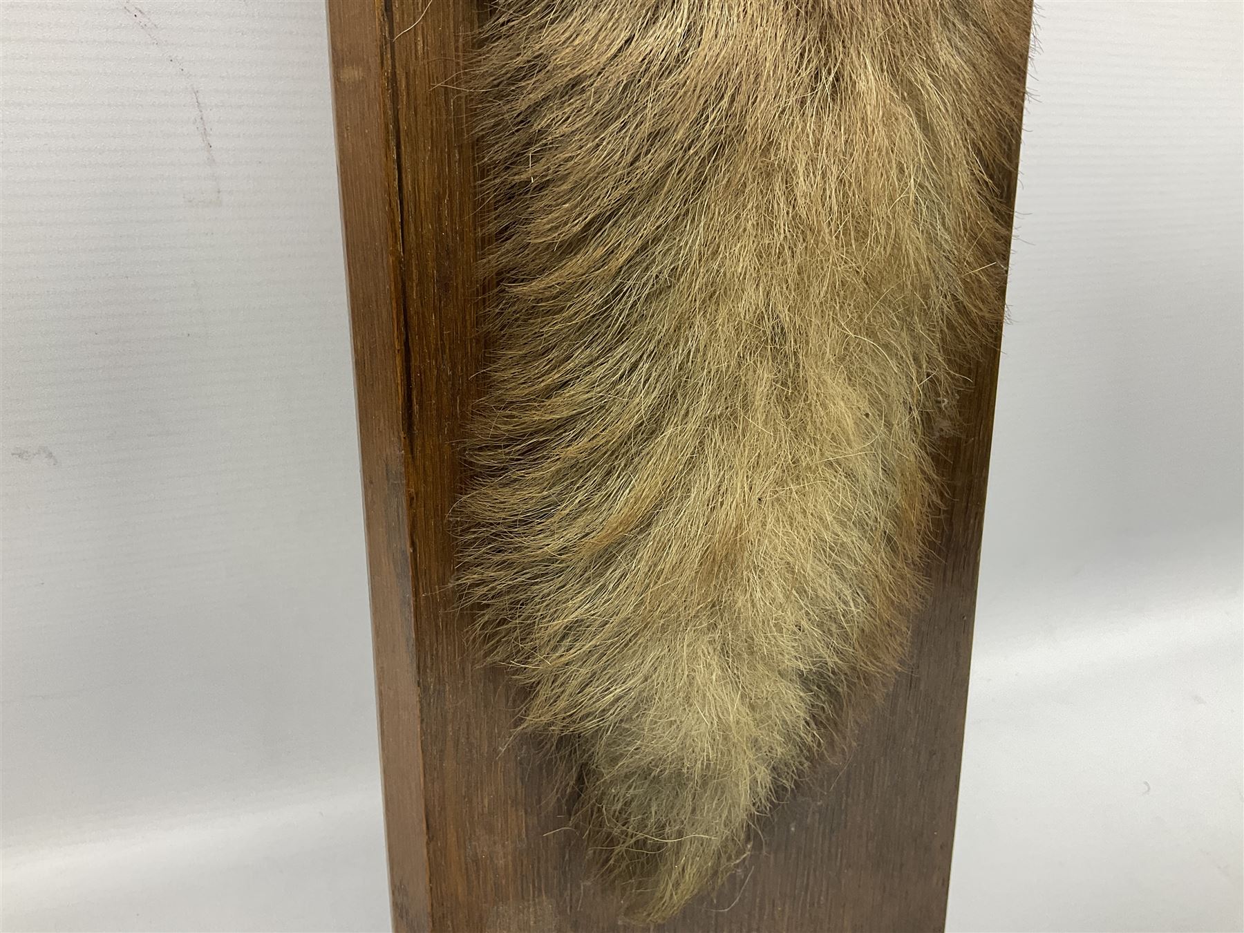 Taxidermy; Red fox (Vulpes Vulpes) tail and paw upon a oak plaque marked 'Staintondale Hunt Feb 23rd 1937', H52cm 