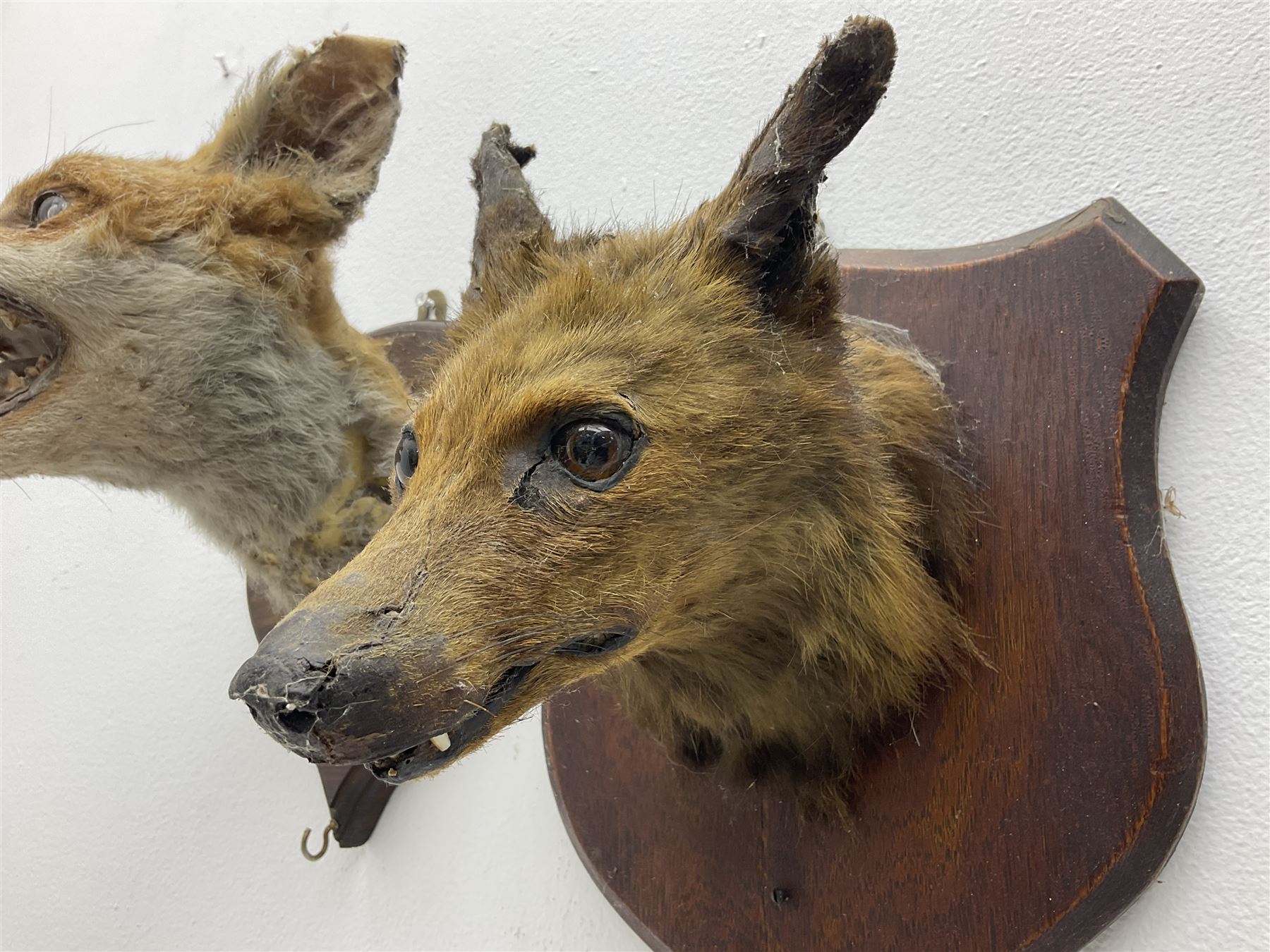 Taxidermy: Red fox masks (vulpes vulpes), the first example an unusual dark coloured adult head looking straight ahead, the second mount turning to the right with mouth agape bearing teeth, both on wooden shields 