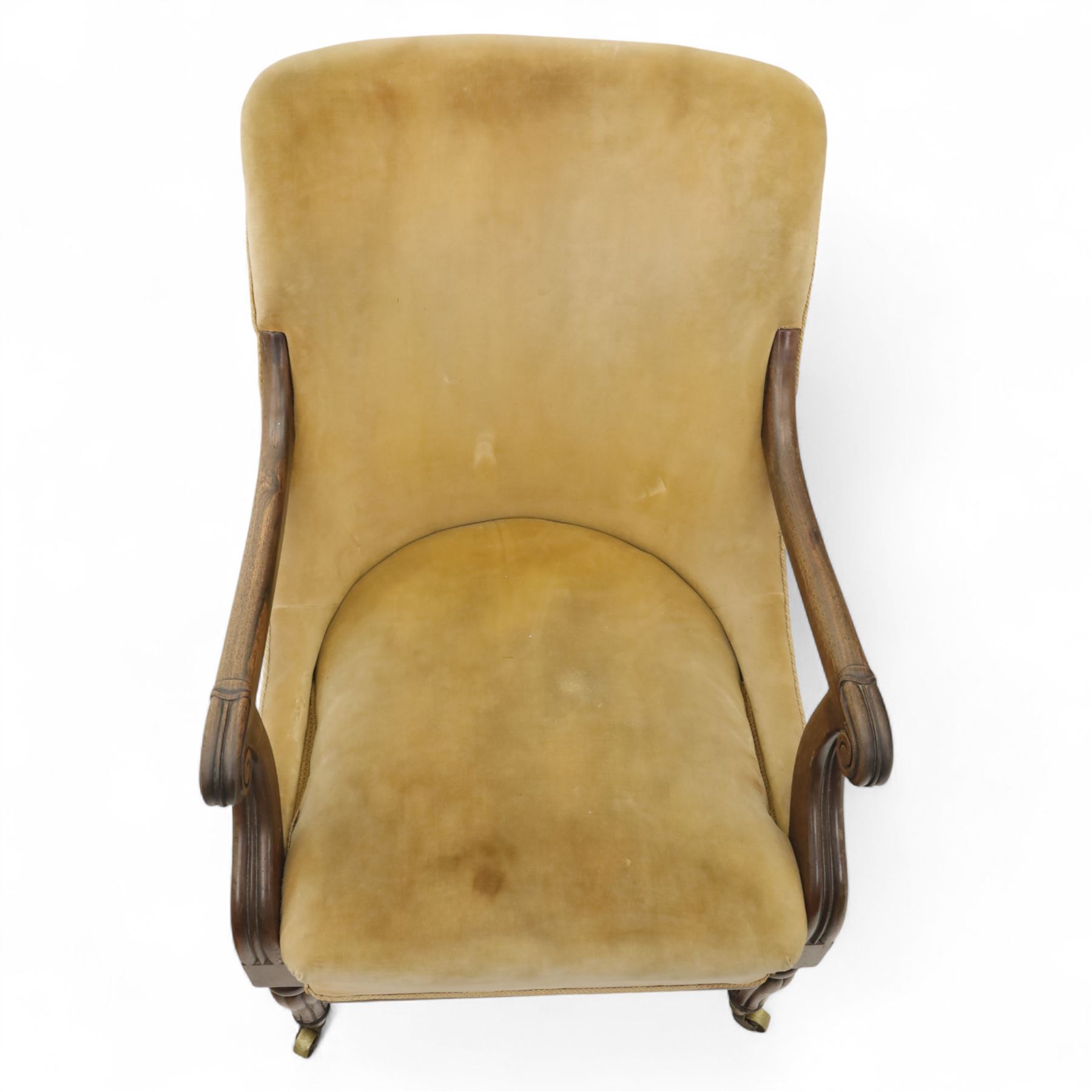 William IV mahogany library armchair, beige velvet upholstered back and padded seat with piping and scroll carved arms, reeded uprights, raised on tapered reeded front legs and out-swept back legs with brass castors 