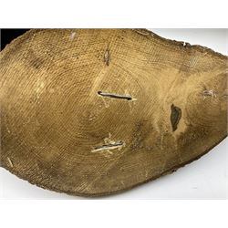 Taxidermy: Female green-winged teal duck (Anas carolinensis), on open display upon tree mount detailed with moss H15.5cm, together with gray partridge (Perdix perdix), on open display upon tree mount detailed with moss, H16cm and a cased young guillemot, standing on a naturalistic base, encased within a five pane display case, H27cm. 