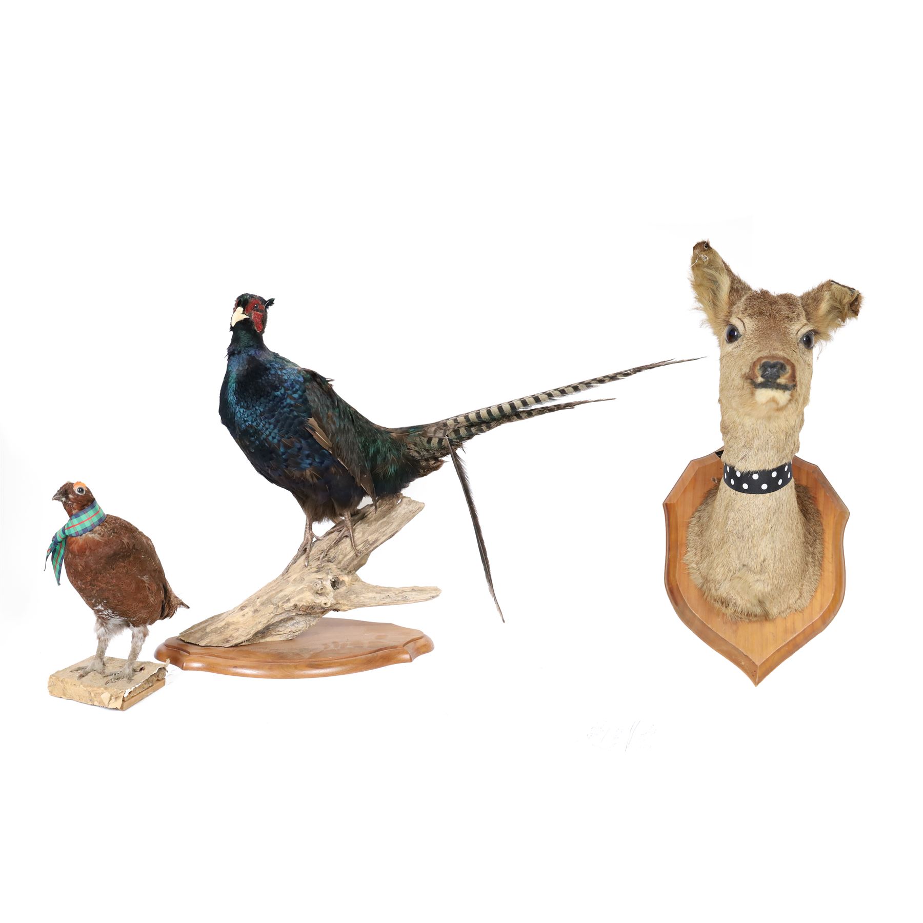 Taxidermy: Red Grouse (Lagopus lagopus) and Melanistic Cock Pheasant (Phasianus colchicus), roe deer shoulder mount (Capreolus capreolus)