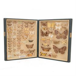 Entomology: Victorian storebox of World Moths, with approximately nine-five  20th century fourteen specimens, with attached data labels, all pinned, the storebox designed to look like two books when closed, storebox shut H33cm, L28cm

