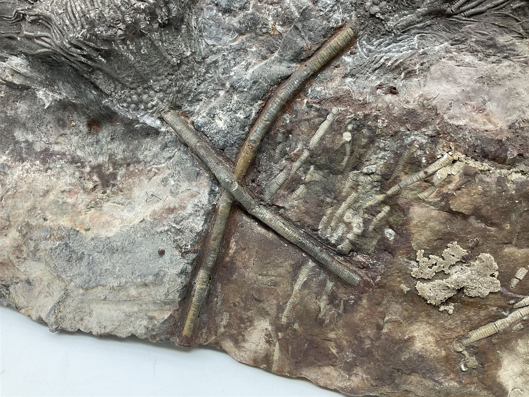 Crinoid sea bed plaque, with two crinoid specimens, probably Scyphocrinites elegans from the Silurian period, H39cm, L61cm