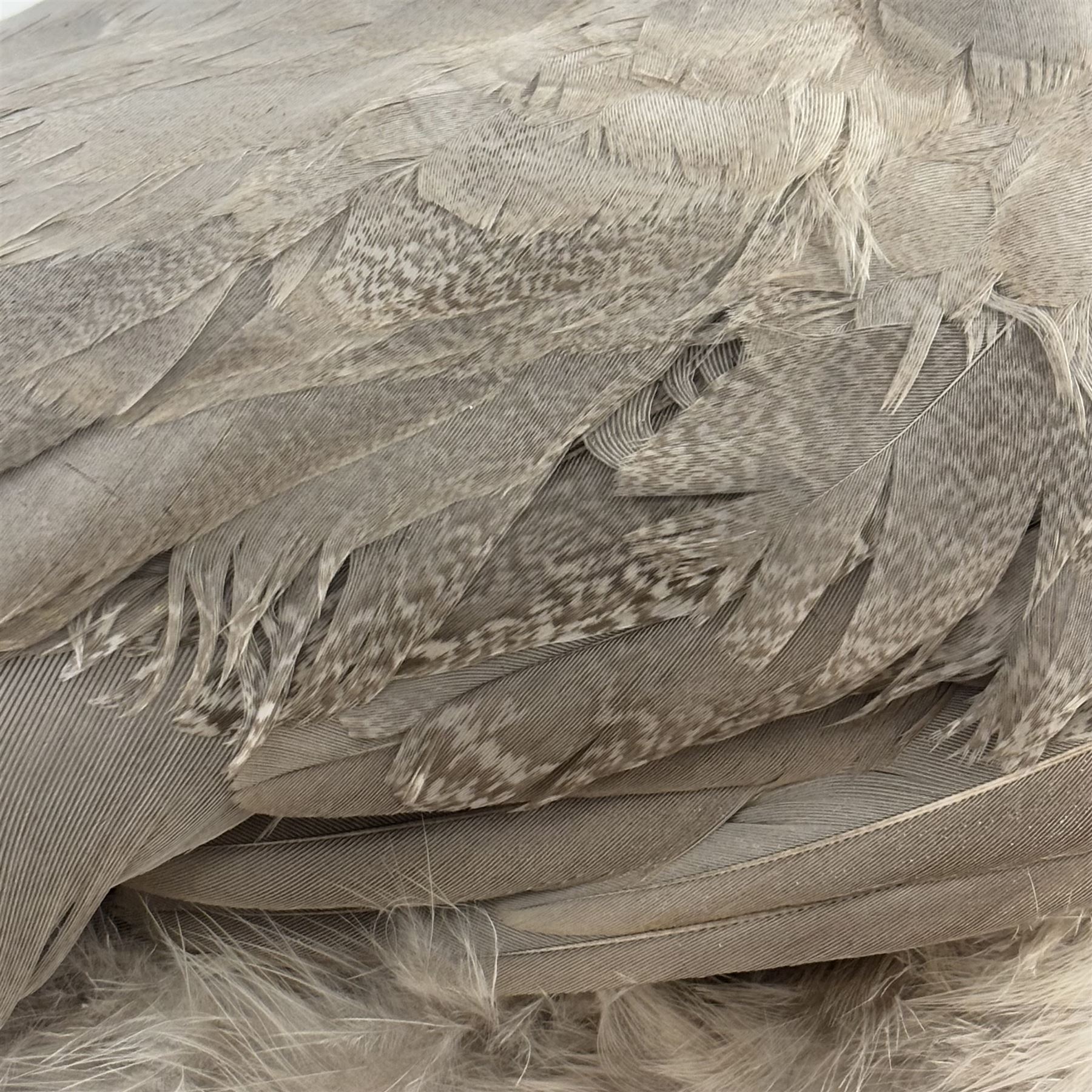 Taxidermy: Black-Shouldered Peahen (Pavo cristatus), captive bred, open display full female adult mount, with head turning slightly to the right, mounted upon a square ebonised base, label beneath 'Indian Black Shouldered Peahen Lavender Mutation via Gary Knight 25.02.19