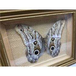 Entomology: Twelve framed displays contain thirteen specimens of tropical moths and butterflies, each mounted within gilt wall hanging picture frames of various sizes, specimens including Morpho Godarti, Caligo idomeneus, Cisseis morpho, Cathosia biblis etc, largest L35cm W30cm 