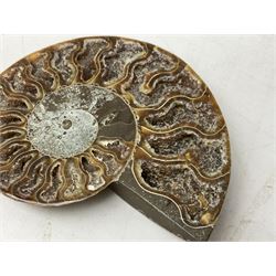 Paleontology: fossilized African Cleoniceras ammonite, the fossil specimen halved and polished, the interiors with crystal formation within chambers, Middle Cretaceous period, c 100 million years old, Madagascar, L8.5cm