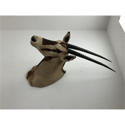 Taxidermy: Beisa Oryx (Oryx beisa beisa), adult male shoulder mount looking straight ahead, approximately H120cm