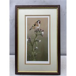 Robert E Fuller (British 1972-): 'Goldfinch on Thistle' and 'Bullfinch On Blossom', pair limited edition colour prints one signed and numbered 184/850 and 51/850, 33cm x 17cm (2)