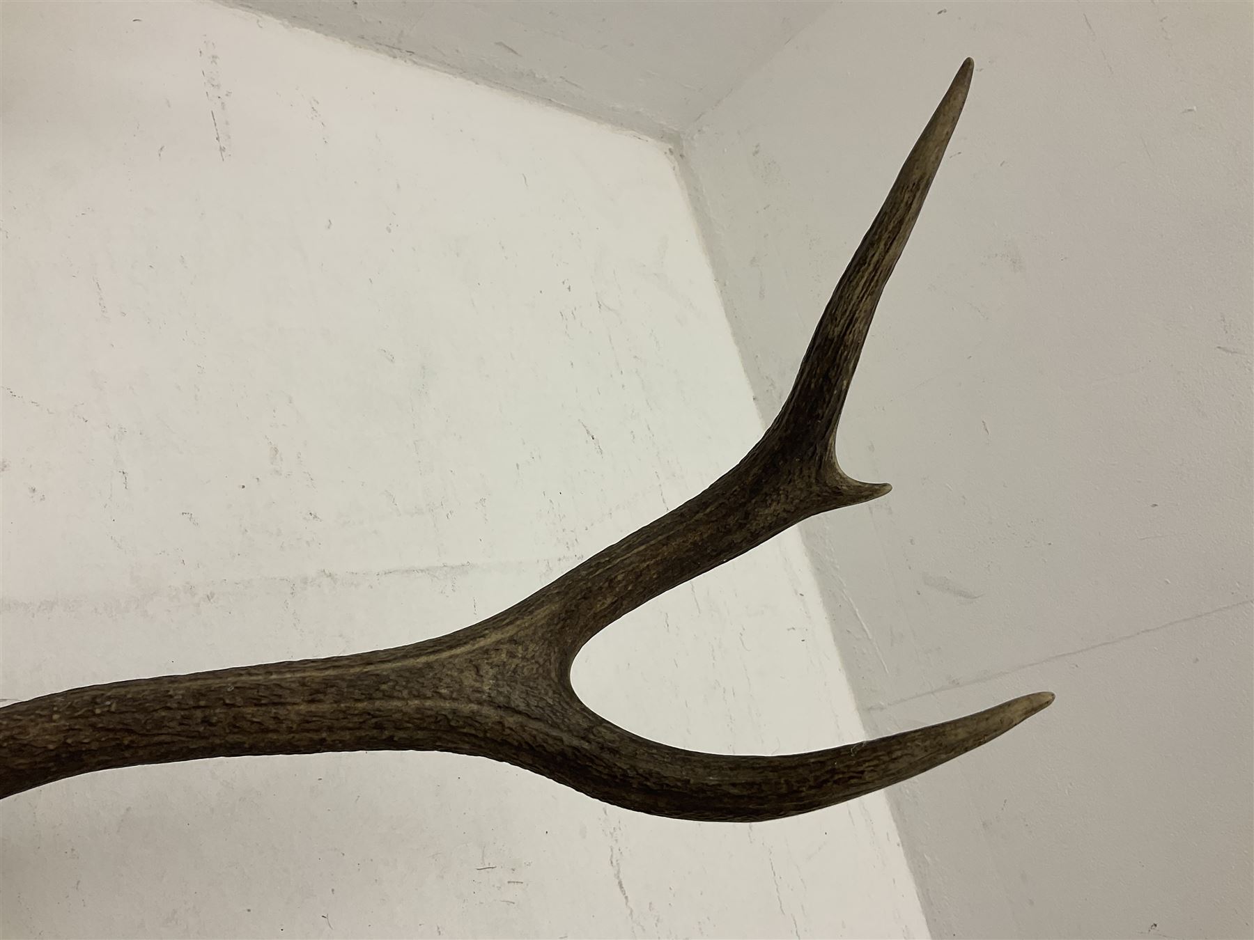 Antlers/Horns: European Royal Red Deer Antlers (Cervus elaphus hippalaphus), twelve point antlers, mounted upon a carved and pierced shield H120cm D64cm