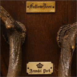 Antlers/Horns - pair of Fallow deer (Dama dama) antlers, mounted on wooden shield, with Arundel Park bone plaque, W81cm 