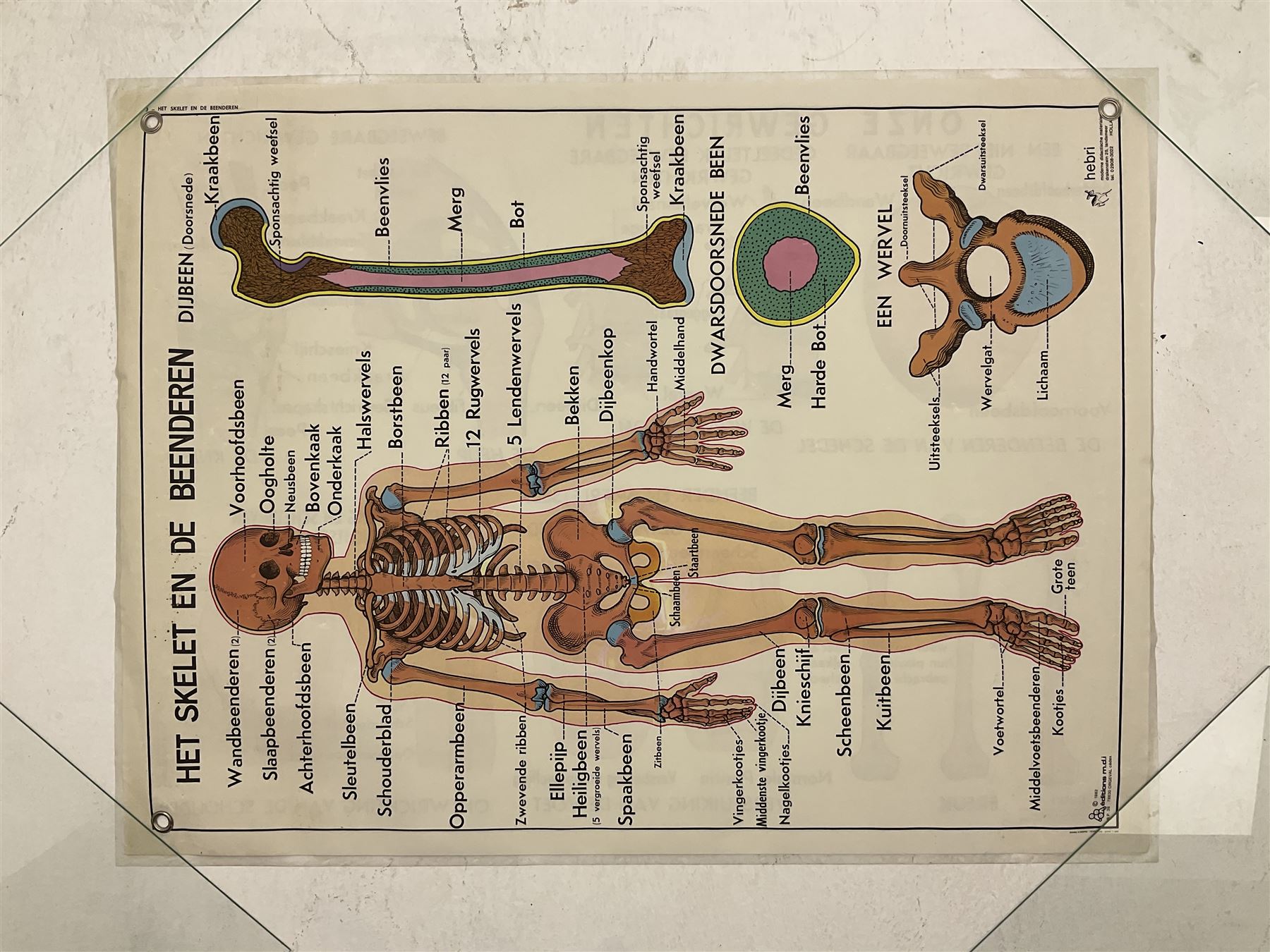 Five early 1980s Dutch medical posters, double sided decorated with colourful label anatomical diagrams, marked Hebri, Holland, W70cm H92cm