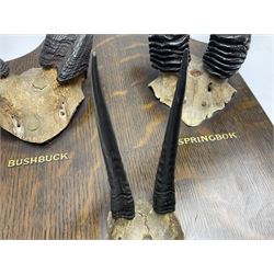 Antlers/horns; Bushbuck (Tragelaphus sylvaticus),  Duiker Buck (Sylvicapra grimmia) and Springbok (Antidorcas marsupialis), three pairs of adult antlers upon an oak shield, shield H38cm 