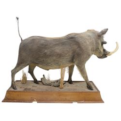 Taxidermy: Common Warthog (Phacochoerus africanus), full mount adult on open display, in running pose, mounted upon a naturalistic rectangular base, H83cm, L140cm