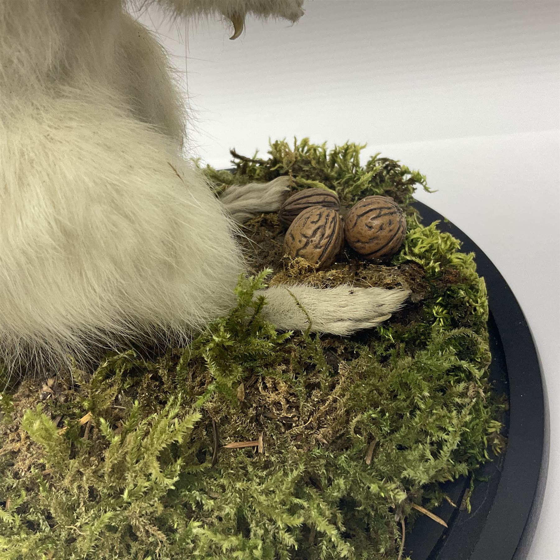 Taxidermy: Victorian albino Squirrel (Sciurus vulgaris), full mount adult, holding a hazelnut, upon naturalistic ground, enclosed beneath later glass dome with ebonised base, H32cm